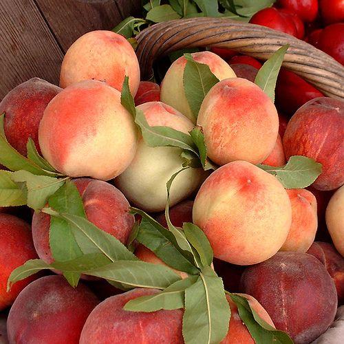 Orchard Bounty: Fresh-Picked Fruit Symphony